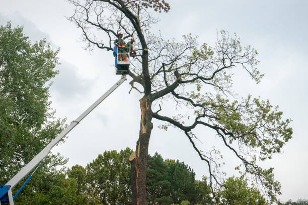 The Steps Involved in Our Tree Care Process in Bryant, AR